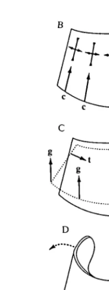 Fig. 2. Loading of the hoof wall. (A) Transmission of forces between the wall and theskeleton in sagittal section