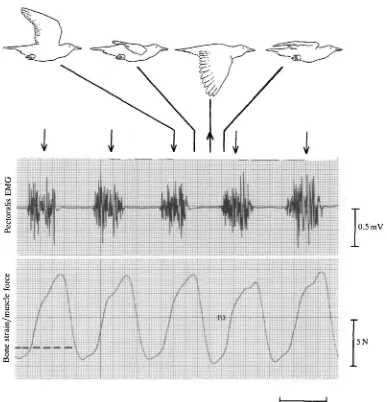 Fig. 4. Representative pectoralis EMG and bone strain/muscle force recordings forfive wing-beat cycles during steady level flight at 13.7 m s"which has a tendinous insertion on the most proximal, anterior border of thedeltopectoral crest