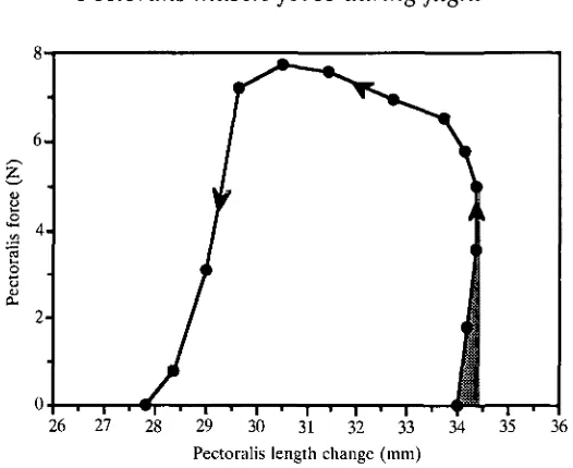 Fig. 6. Force developed by the pectoralis of a starling flying at 13.7of force determined at corresponding time intervals