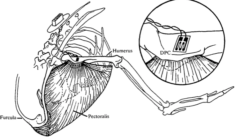 Fig. 2. An oblique antero-dorsal view of the shoulder of the starling with the shoulderskeleton exposed, showing the position of the strain gauge (dark rectangle) attached tothe dorsal surface of the deltopectoral crest (DPC) of the humerus