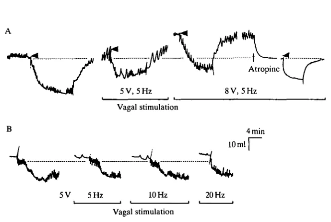 Fig. 4. Effects of in vitro electrical stimulation of the intestinal vagus nerve (1 mspulses)