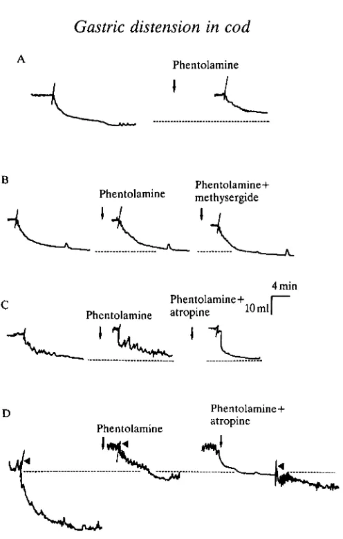 Fig. 5. Phentolamine (10 6was ineffective (B). Atropine (10~tions and increased relaxation rate (C), except in one case following phentolaminetreatment (D)
