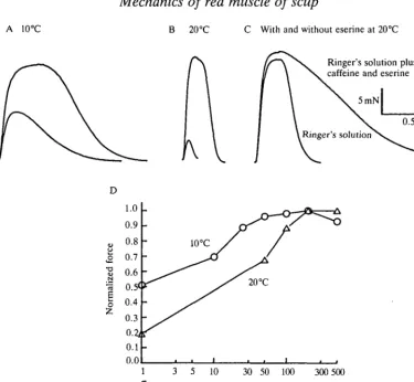 Fig. 1. Force-frequency relationship of scup muscle. (A,B) A twitch and a tetanus innormal Ringer of a scup red muscle bundle at 10°C and 20°C, respectively