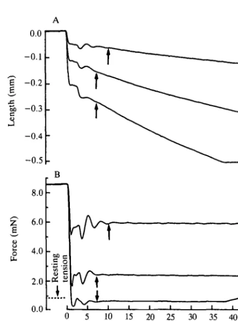 Fig. 2. Force clamps in a red muscle bundle. Length (A) and force (B) records areshown for three force clamps at heavy, moderate and light loads