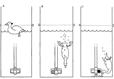 Fig. 2. Sequence of lights used to train the ducks. (A) Yellow light illuminated to elicitdiving