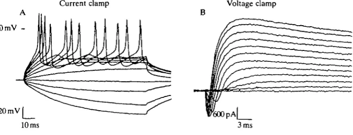 Fig. 4. Isolated olfactory receptor cells are capable of generating action potentials.(A) Voltage traces obtained from a pyriform cell (resting membrane potential of-64mV) show repetitive firing upon reaching a threshold near — 30 mV