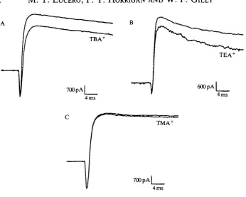 Fig. 5. Quaternary ammonium compounds reduce K+different cell, 20mmoH~current in isolated pyriform cells