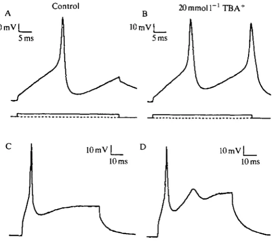 Fig. 6. 20TBAduring the matching current pulse. Bath solution: ASW (see Fig. 3). 400K internal mmol 1 ' TBA+ affects excitability of current-clamped olfactory cells.(A,C) Control action potentials from two different pyriform receptor cells wereelicited dur