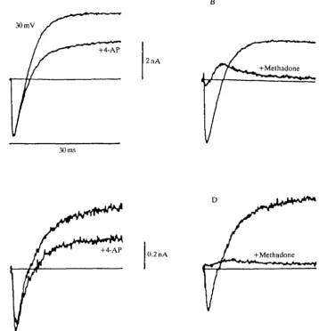 Fig. 7. 4-AP and methadone block K+ currents in isolated olfactory receptor cells.(A,C) Superimposed current traces are illustrated for 30ms pulses to +30 mV in thepresence (+4-AP) and absence of 5mmoll~' 4-AP for a pyriform cell (A) and afloriform cell (C