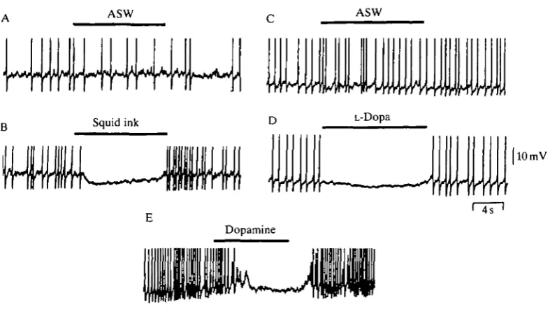 Fig. 8. Squid ink, L-Dopa and dopamine hyperpolarize the membrane and blocksolution: ASW (see Fig