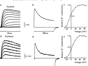 Fig. 3. Delayed rectifier K+ currents from pyriform and floriform cells have similarkinetics but differ in amplitude