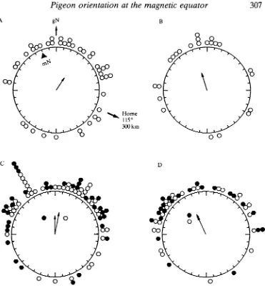 Fig. 2. Initial orientation of control pigeons (A,B) and pigeons carrying large weakmagnets (C,D)