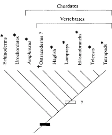 Fig. 2. Phylogenetic distribution in the deuterostome lineage of lactic acid formationduring intense activity