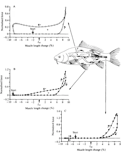 Fig. 3. Normalised force-position loops calculated for slow muscle fibres from thecommon carpVan Leeuwen (Cyprinus carpio) during steady swimming