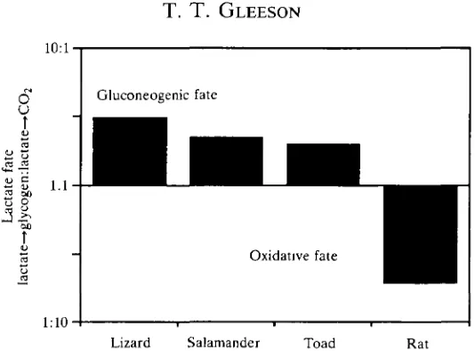 Fig. 5. Relative fate of post-exercise lactate in selected vertebrates. Ratios are basedupon moles of lactate oxidized to CO2 and H2O versus moles converted to glucose orglycogen