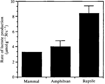 Fig. 2. Initial rates of lactate production during the first 30 sspecies and 10 amphibian species calculated from Bennett (1982)