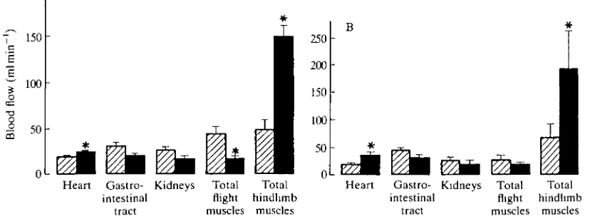 Fig. 7. Histograms showing mean (+S.E., N=6) values of blood flow to some majorvascular beds in (A) tufted ducks and (B) barnacle geese before (hatched columns) andduring swimming at close to their maximum sustainable speed (filled columns).* indicates a s
