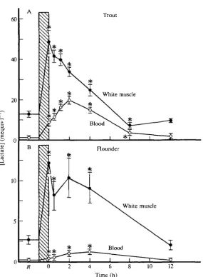 Fig. 4. Changes in white muscle intracellular lactate and whole-blood lactate concen-trations after exhaustive exercise stress (at bar:for flounder atstarry flounder