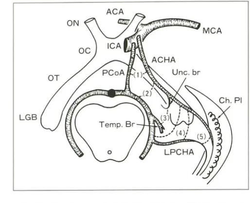 Fig. 16.-Anastomoses tract (5) in choroid plexus with See key for abbreviations. AChA has anastomotic channels and hippocampal branches); (4) with PCA branches, including lateral PCA; (3) rior communicating artery (PCoA)-posterior cerebral artery (PCA) of 