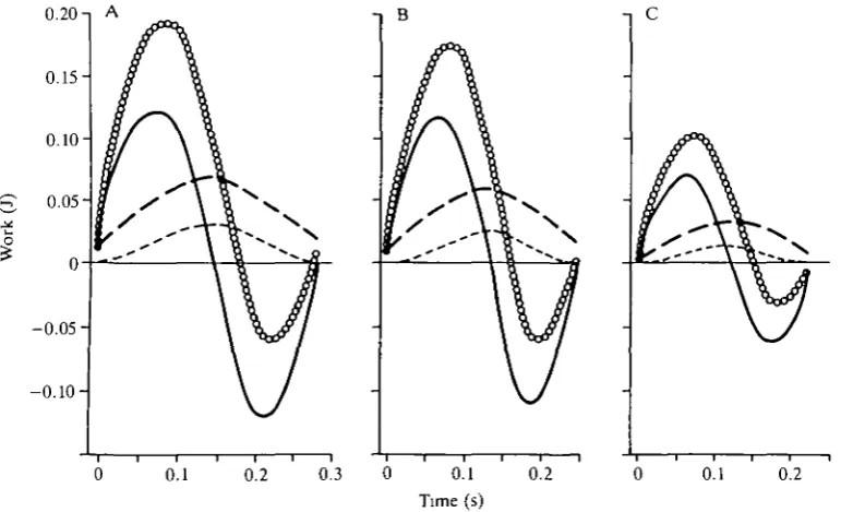 Fig. 4. Calculated work against drag (light dashed line), buoyancy (bold dashed line),acceleration (solid line) and all three combined (circles) throughout a stroke fordescending canvasbacks (A), redheads (B) and lesser scaup (C)