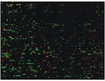 Fig. 1. Gene expression values from cDNA microarray experiments can be represented as heat mapsto visualize the result of data analysis