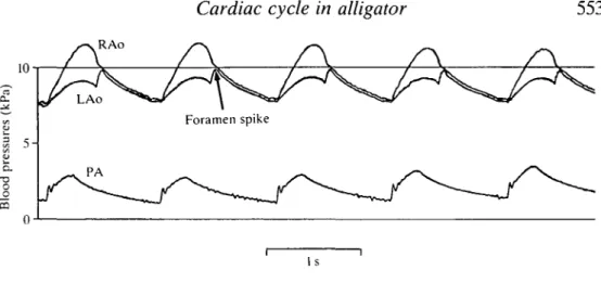 Fig. 6. Pressure records from the right aorta (RAo), left aorta (LAo) and pulmonary artery (PA) of a 3.8 kg alligator