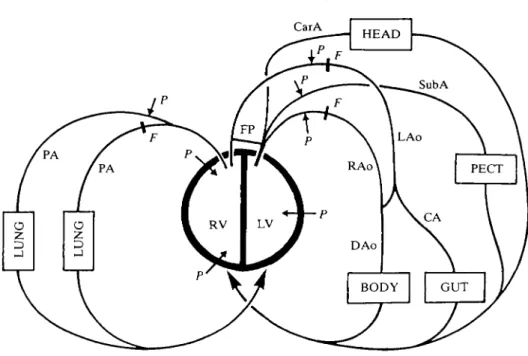 Fig. 1. Diagram to show details of connections between ventricles and central arteries in alligator circulation and to indicate sites where pressures (P) and flows (F) were measured