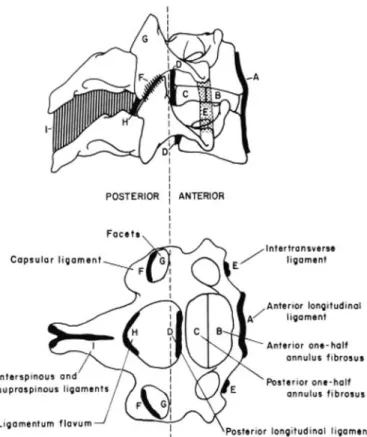 Figure 3 Ligaments of the middle and lower cervical spine (from White and Panjabi 1990).