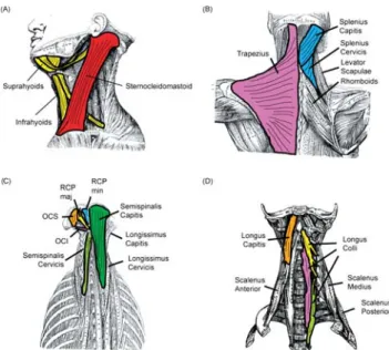 Figure 6 Neck muscle anatomy. (A) Lateral view of superﬁcial muscles.