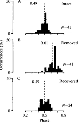 Fig. 4. Histograms of the phase values of the elevator activity in the depressor cyclerecorded from the hindwing muscles