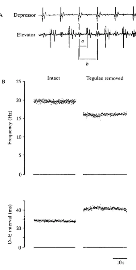 Fig. 2. (A) Electromyogram pattern recorded in the hindwing muscles (first basalar,127wing tegulae, recorded from the hindwing muscles