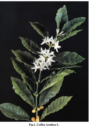 Fig.1. Coffea Arabica L. 