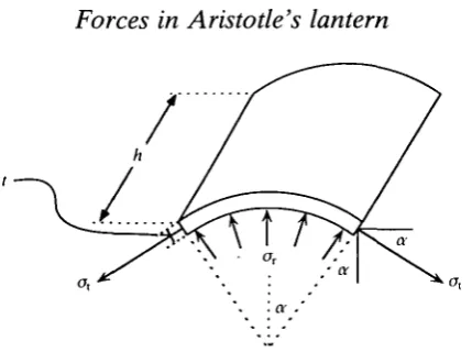 Fig. 7. Force balance for a section of thin-walled cylinder. Tangential stresses, aproduce an inward radial component of force