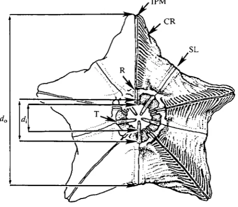 Fig. 1. Lantern of Clypeaster rosaceus (external diameter 52.7 mm), aboral view. IPM,interpyramidal muscle; CR, calcite ridges; SL suture line between half-pyramids; R,rotule; T, tooth; do, outside diameter; d,, inside diameters measured orally andaborally (see text).