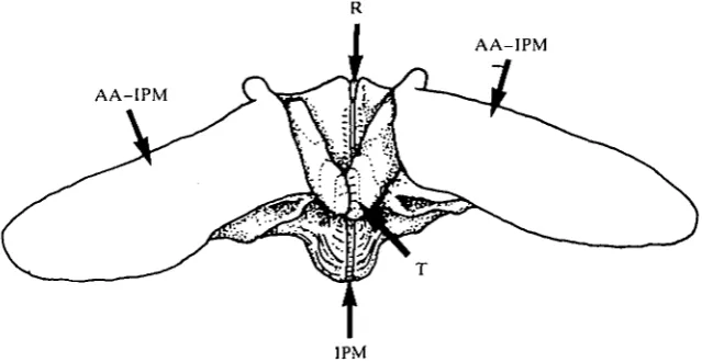 Fig. 2. Two adjacent pyramids and teeth (T) of Clypeaster rosaceus (external lanterndiameter 52.7 mm), showing areas for attachment of interpyramidal muscles(AA-IPM), position of rotule (R) and interpyramidal muscle (IPM) betweenpyramids