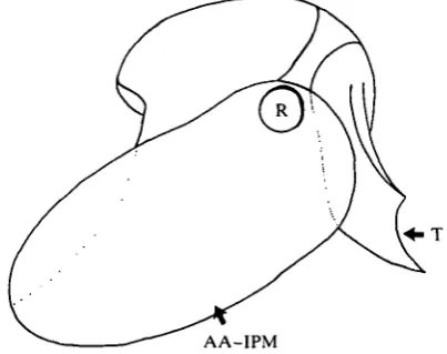 Fig. 3. Abstraction of a pyramid with tooth. The tip of the tooth (T) is supported bythe pyramid along a horizontally curved but vertically straight surface which defines thelocation of r,