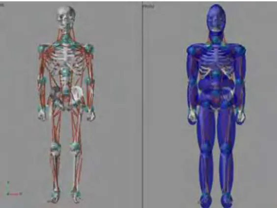 Fig. 10. Default human body model  