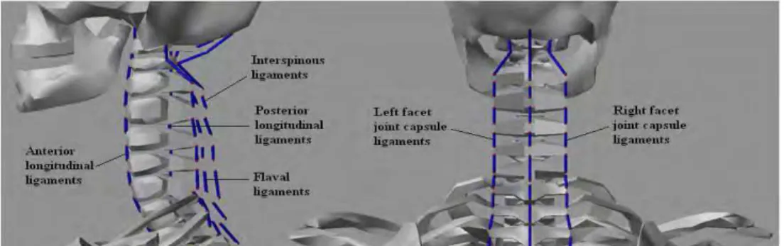 Fig. 13. Various types of ligaments in the cervical spine 