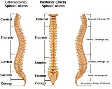 Fig. 1. Spinal column 