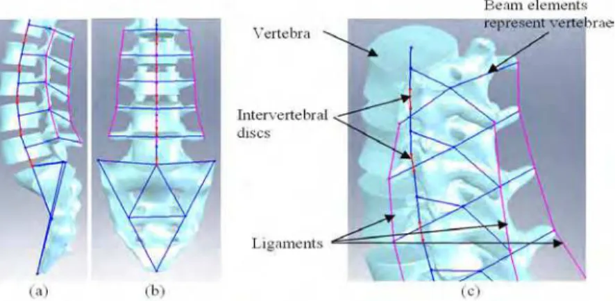 Fig. 8. Structure of beam element model of a vertebra 