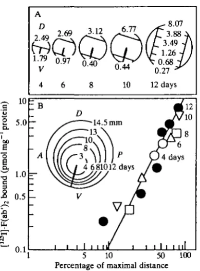 Fig. 11. Increase in TOPDVpoles of the gradient of E4-E10 retinas and along the axis of the gradient of(B) TOP gradient with retinal growth