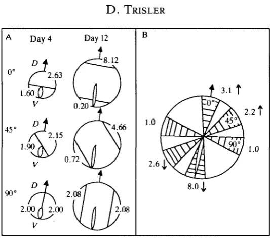 Fig. 12. Comparison of TOPDVand E12 retina along the axis (0°) and at 45° andof the TOP expression in parental cells (E4) and progeny cells(E12) during embryonic development as a function of the angle of growth from the axisDV gradient in retina