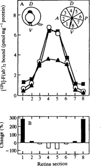 Fig. 13. TOPDVfertilization. (A) TOP gradients in E16 retinas after ablation of parental cells at the dorsal orventral poles of the gradient in the cell proliferative marginal zone 60 h afterDV in O, normal retina; A, retina after dorsal pole ablation;• , 