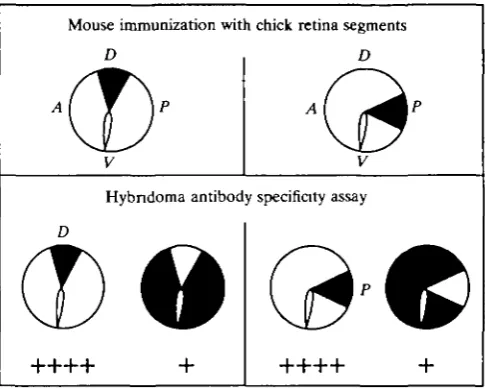 Fig. 2. Strategy for detecting topographically distributed retinal antigens. Mice wereimmunized with dorsal or posterior retina segments from E14 chicken (Gallus gallus)embryos
