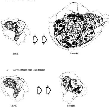 Fig. 4. The diagram in A summarizes normal retinogeniculate synaptic developmentduring the first 2 months after birth in the cat