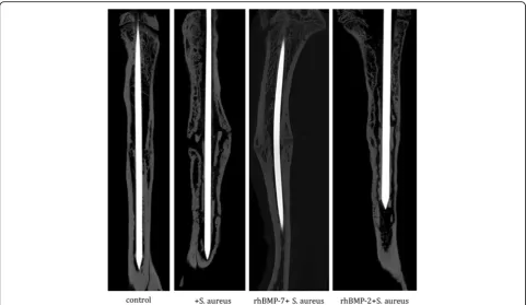 Fig. 3 Micro computed tomography (micro-CT) of the right tibiae of Sprague-Dawley rats at the endpoint