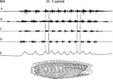 Fig. 5. Activity of the m. intercostales interni of Iguana iguanaRecordings of activity from the left side of the body