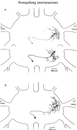 Fig. 6. (A,B) Two interneurones with a very similar morphology and physiology (typeE4)