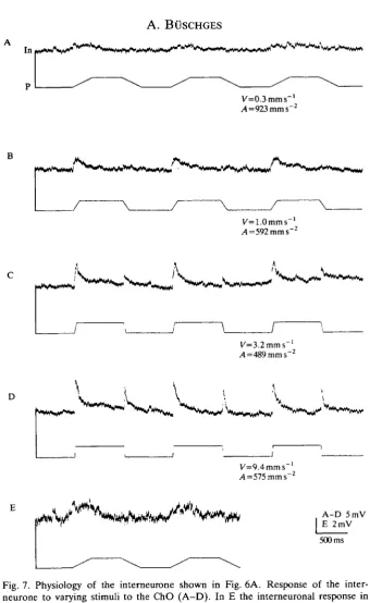 Fig. 7. Physiology of the interneurone shown in Fig. 6A. Response of the inter-neurone to varying stimuli to the ChO (A-D)