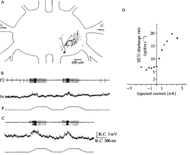 Fig. 3. Morphological and physiological properties of a nonspiking interneurone in thefemur-tibia control loop
